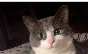 “Cat Distribution System In Effect”: 80 Funny Feline Memes To Make Your Day Way Better