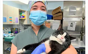“Cat Distribution System In Effect”: 80 Funny Feline Memes To Make Your Day Way Better