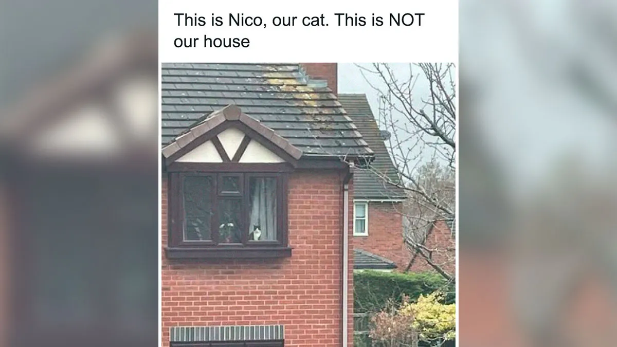 “Cat Distribution System In Effect”: 80 Funny Feline Memes To Make Your Day Way Better