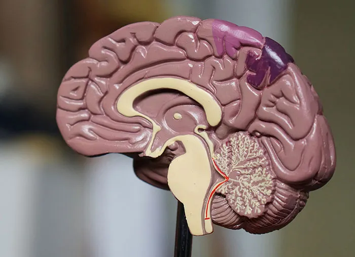 If You Want To Know More About The Human Body, Here Are 50 Strange Facts To Read