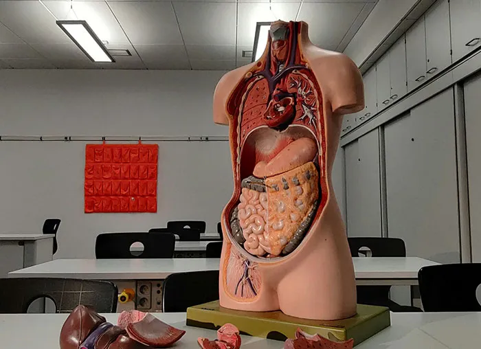 Anatomical model of the human body showing internal organs to explain the mammalian dive reflex concept.