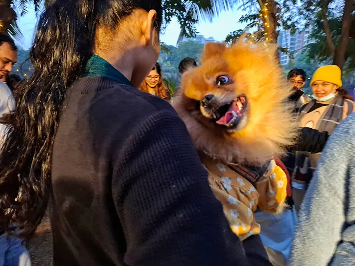 16 Adorable Moments I Captured At Paw Carnival 2026