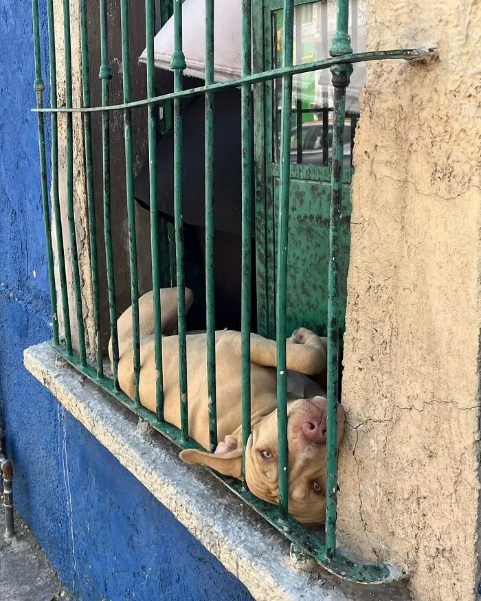 This Instagram Profile Shared 80 Sweet Dogs Looking Out From Windows