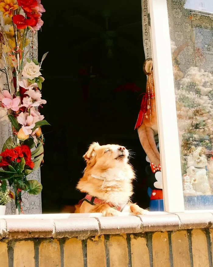 This Instagram Profile Shared 80 Sweet Dogs Looking Out From Windows