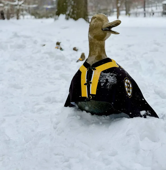 Bronze duck statue wearing a Boston Bruins jacket partially covered in snow during a snowstorm in the U.S.