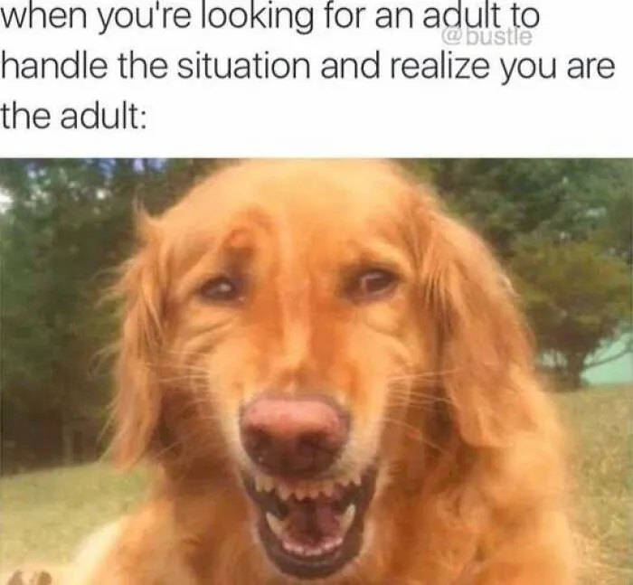Golden retriever making a funny face meme about relatable moments hitting way too close to home.