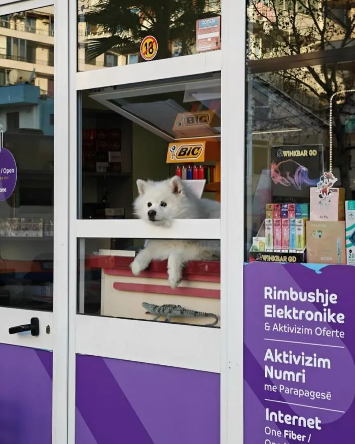 This Instagram Profile Shared 80 Sweet Dogs Looking Out From Windows