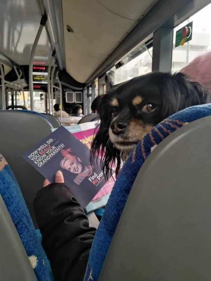 This Facebook Page Shares The Most Ridiculously Dog Photos To Help You De-Stress (40 Pics)