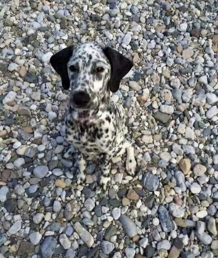 This Facebook Page Shares The Most Ridiculously Dog Photos To Help You De-Stress (40 Pics)