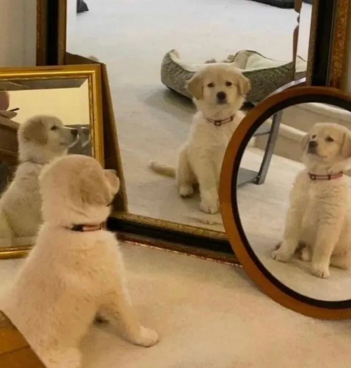 This Facebook Page Shares The Most Ridiculously Dog Photos To Help You De-Stress (40 Pics)