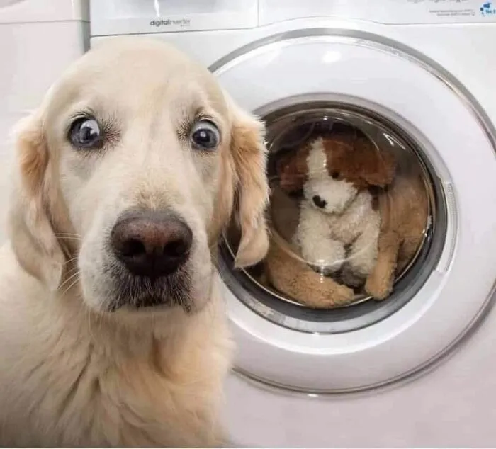 This Facebook Page Shares The Most Ridiculously Dog Photos To Help You De-Stress (40 Pics)