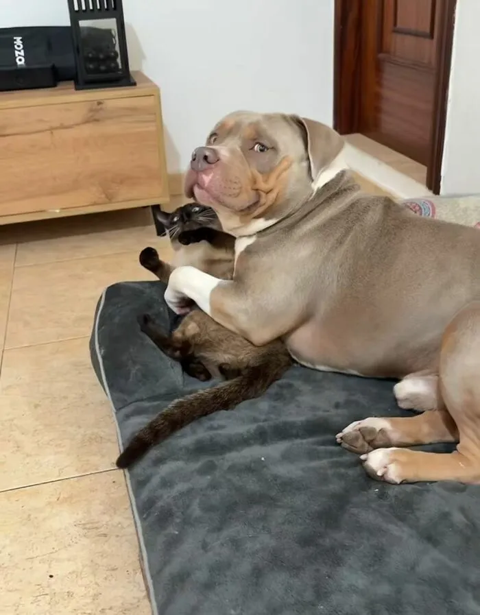 This Facebook Page Shares The Most Ridiculously Dog Photos To Help You De-Stress (40 Pics)
