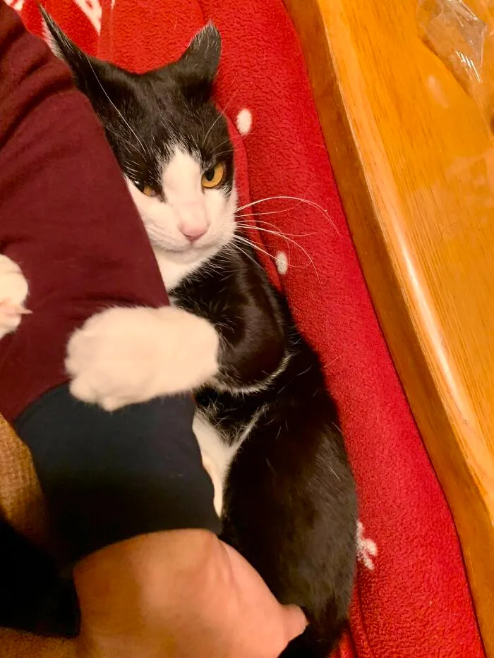 Black and white cat hugging a person's arm on a red blanket, showing natural comedian cat behavior and playful mood.