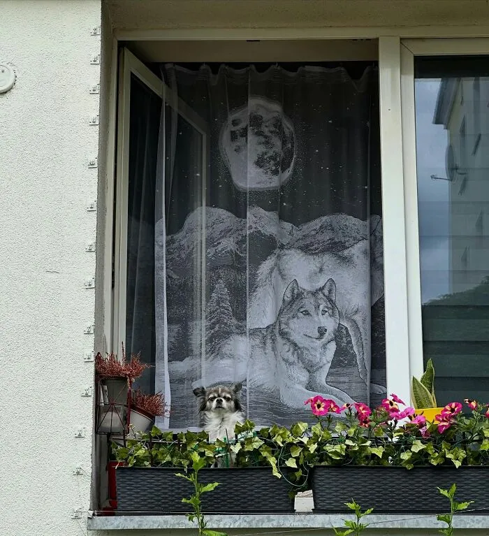 This Instagram Profile Shared 80 Sweet Dogs Looking Out From Windows