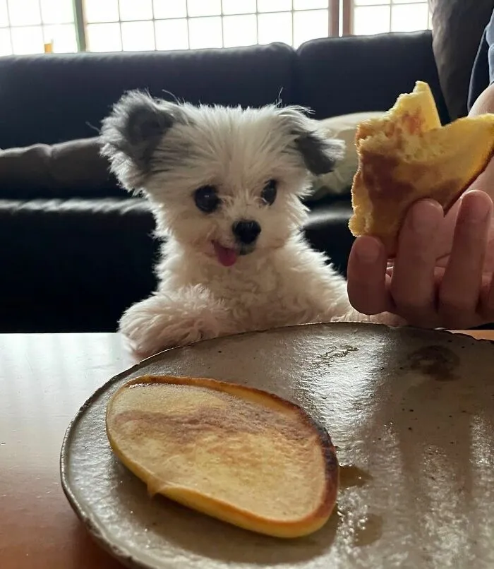 This Facebook Page Shares The Most Ridiculously Dog Photos To Help You De-Stress (40 Pics)