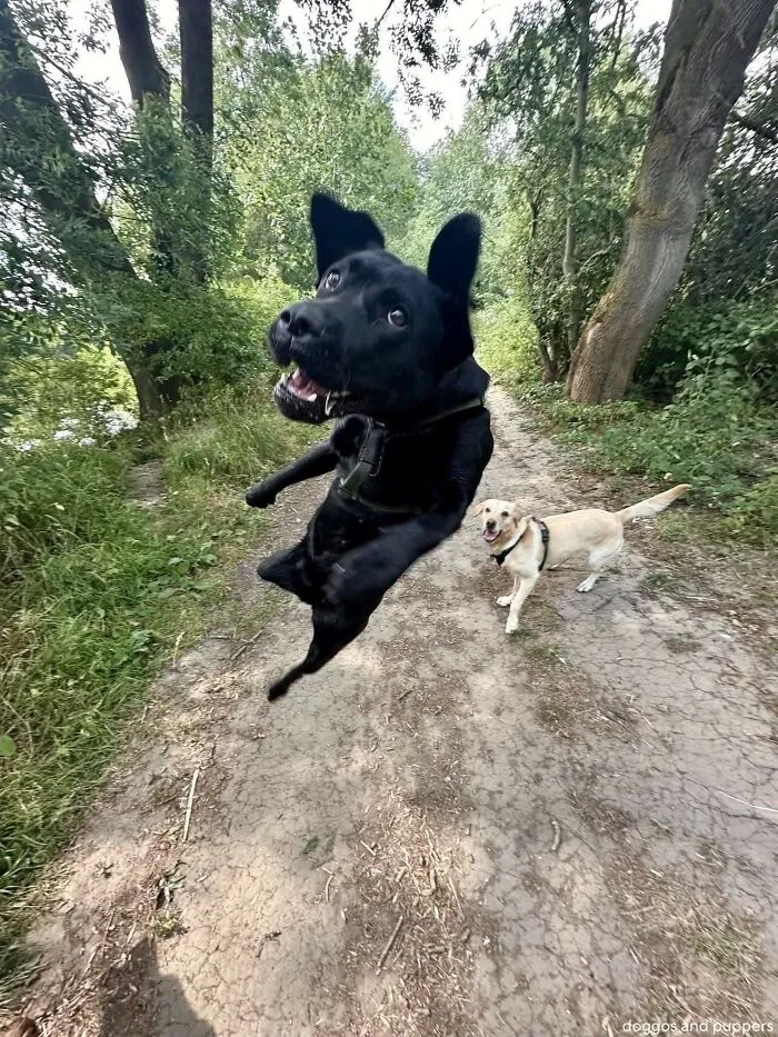 This Facebook Page Shares The Most Ridiculously Dog Photos To Help You De-Stress (40 Pics)