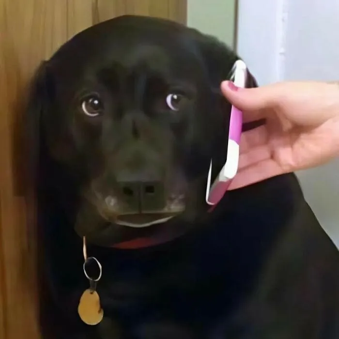 Black dog with a concerned expression listening to a phone held by a human hand, showcasing sweet human-animal bonds.