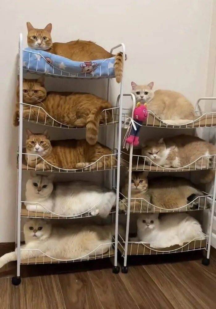 40 Fotos de gatos tan adorables como divertidas para sacarte una sonrisa