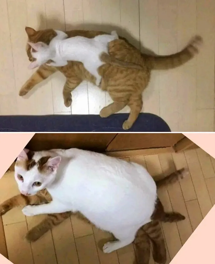 40 Fotos de gatos tan adorables como divertidas para sacarte una sonrisa