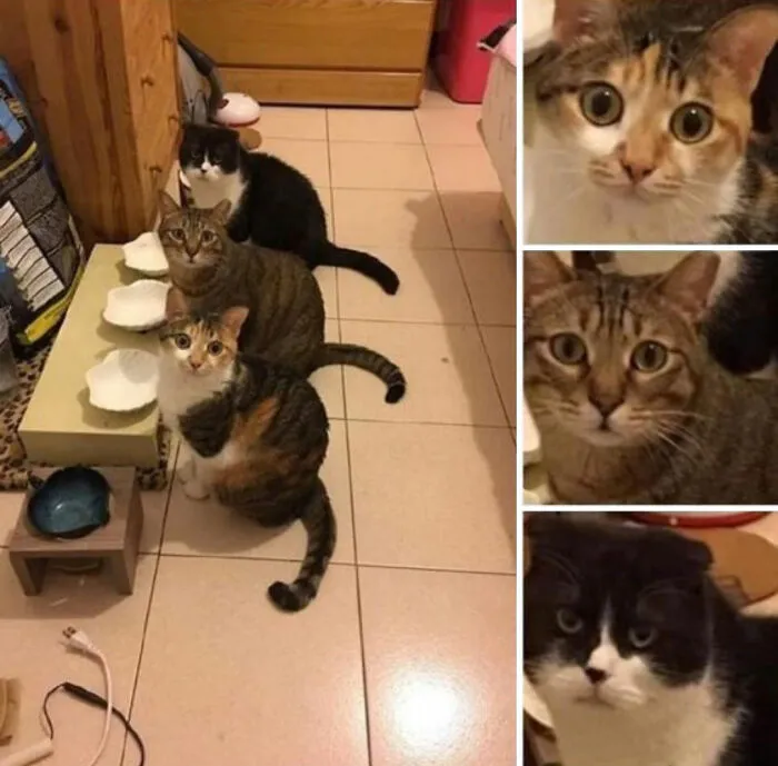 Three cats sitting on the floor looking up with close-up shots showing their natural comedian expressions.
