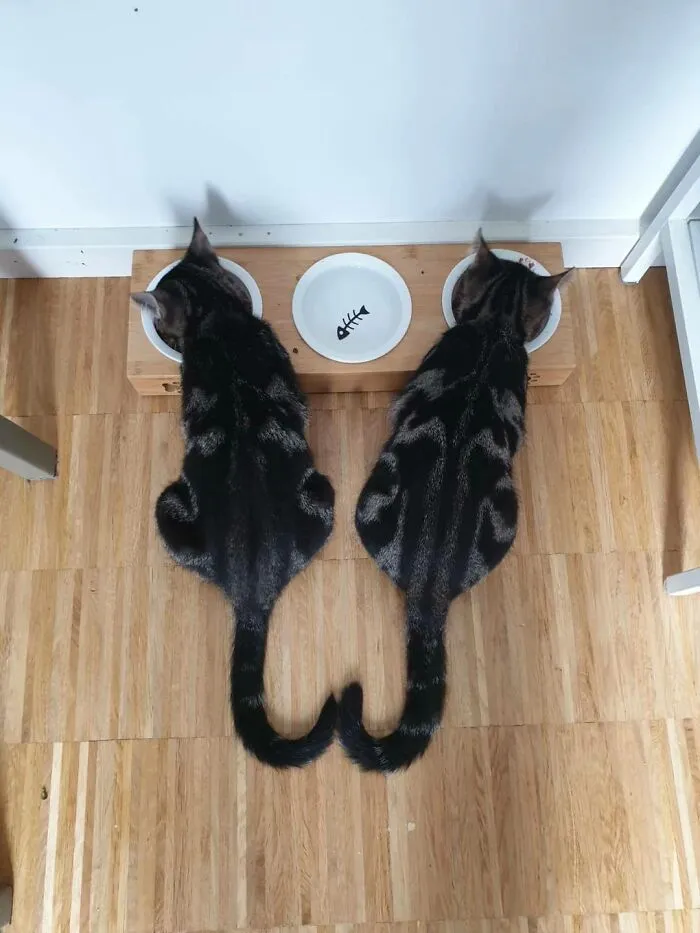 75 Funny And Cute Cat Photos That’ll Make You Smile Today