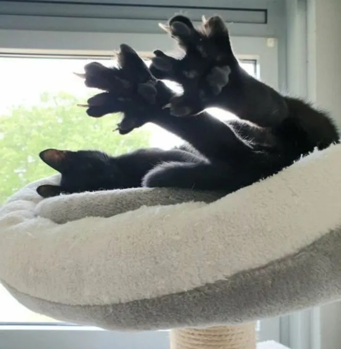 40 Fotos de gatos tan adorables como divertidas para sacarte una sonrisa