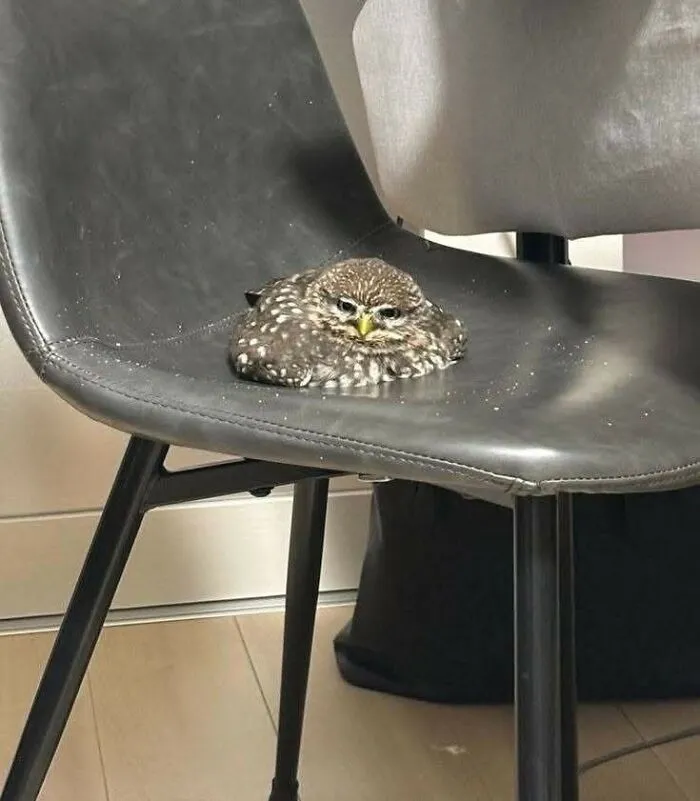 Small owl resting on a black chair, creating one of the hilarious moments caught on camera with animals indoors.
