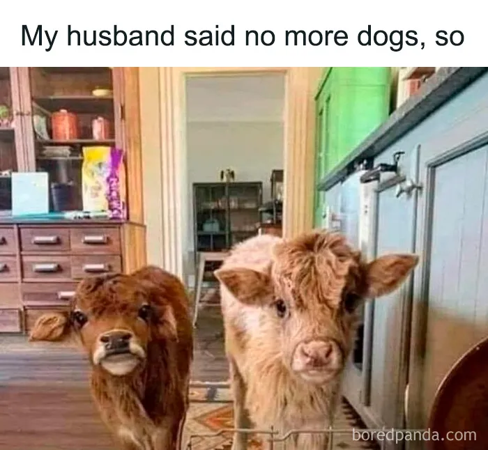 69 Funny Memes For Your Daily Dose Of Cute Animal Content (New Pics)