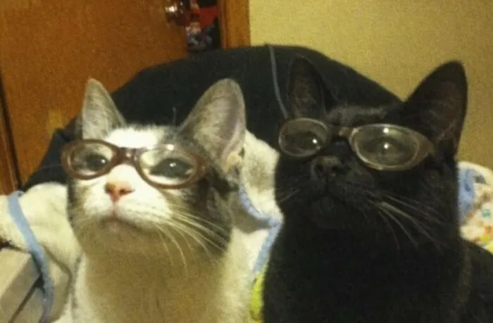 Two cats wearing glasses looking up, captured in a hilarious moment shared by important animal images.