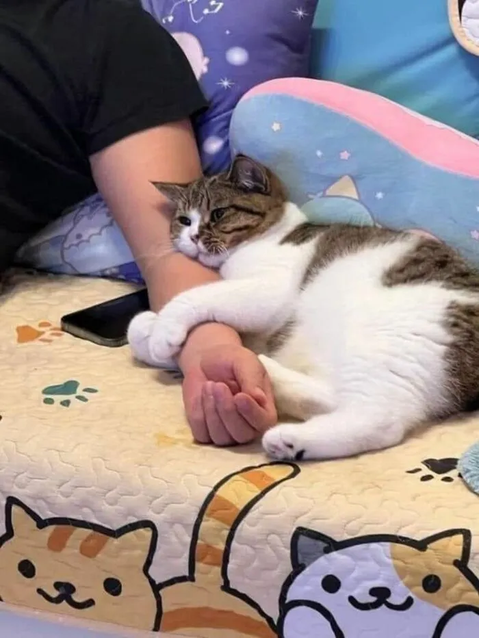 40 Fotos de gatos tan adorables como divertidas para sacarte una sonrisa