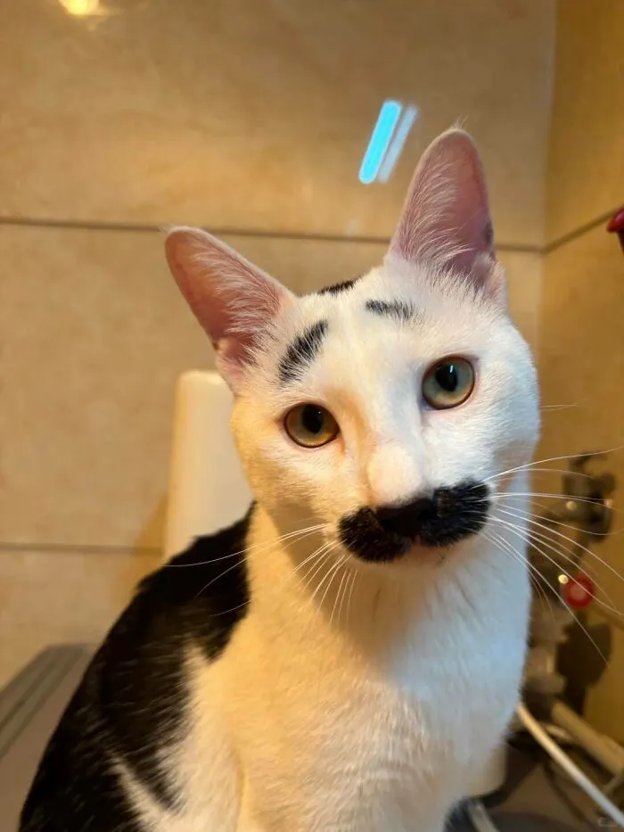 40 Fotos de gatos tan adorables como divertidas para sacarte una sonrisa