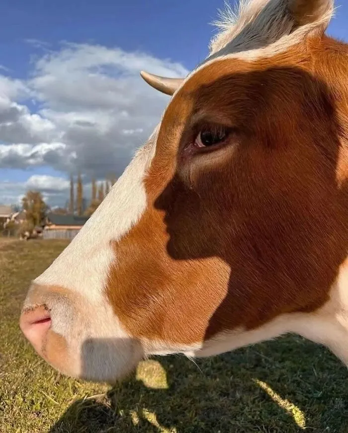 Close-up of a brown and white cow with a shadow on its face creating a hilarious moment caught on camera outdoors.