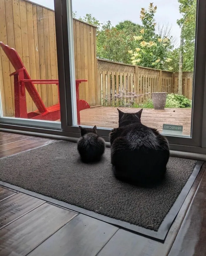 Two cats sitting side by side looking out a glass door, showcasing natural cat comedians in a peaceful home setting.