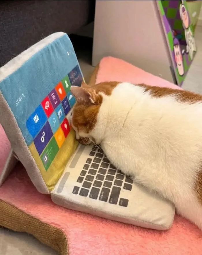 Cat sleeping with head on a plush laptop, one of the hilarious moments caught on camera with animals.