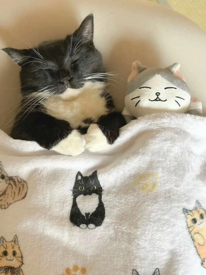 40 Fotos de gatos tan adorables como divertidas para sacarte una sonrisa