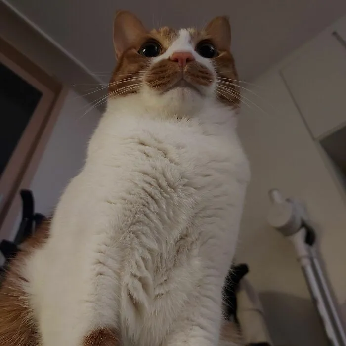 Close-up of a cat with a curious expression showcasing why cats are natural comedians in a viral Facebook collection.