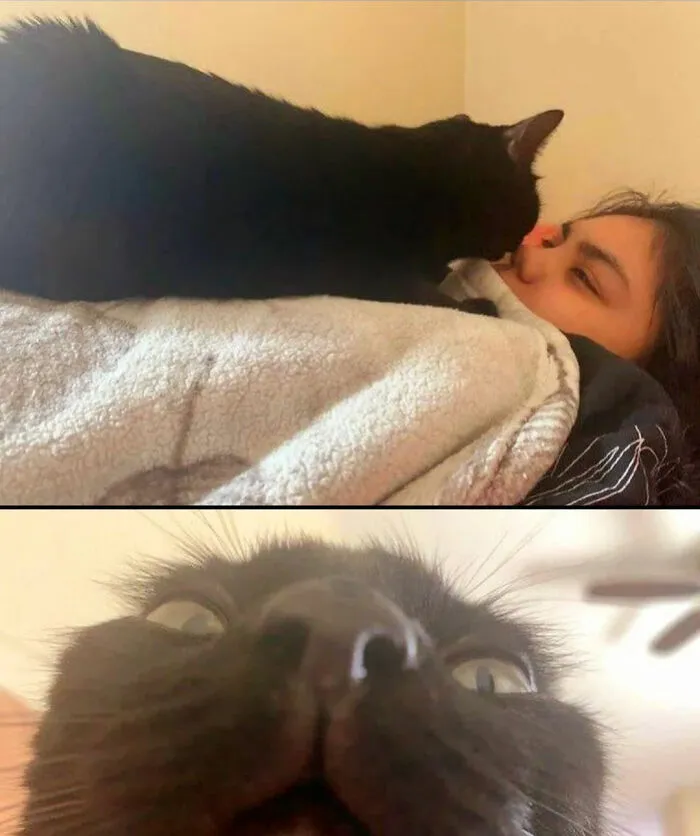 A black cat cuddling with a person and a close-up of the cat's funny face, showcasing natural cat comedians.