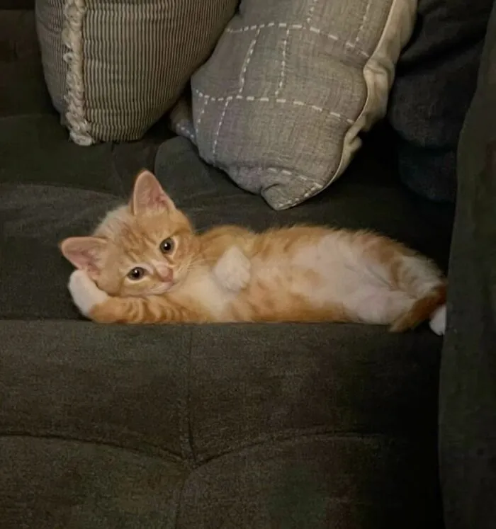 40 Fotos de gatos tan adorables como divertidas para sacarte una sonrisa