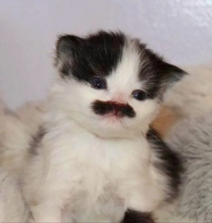 Black and white kitten with a unique mustache pattern, showcasing why cats are natural comedians on viral Facebook pages.