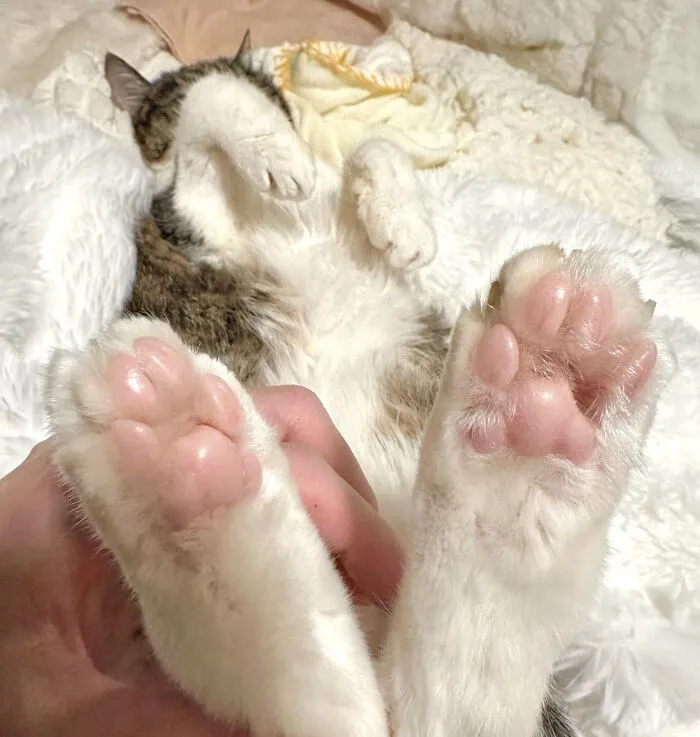 Close-up of a cat’s pink paws being held while the cat lies on its back, showcasing natural cat comedy charm.