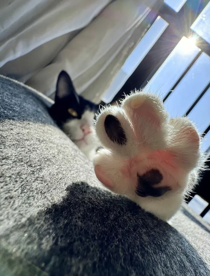 Close-up of a cat paw with sunlight shining through window, showcasing cats natural comedians charm and playful nature.
