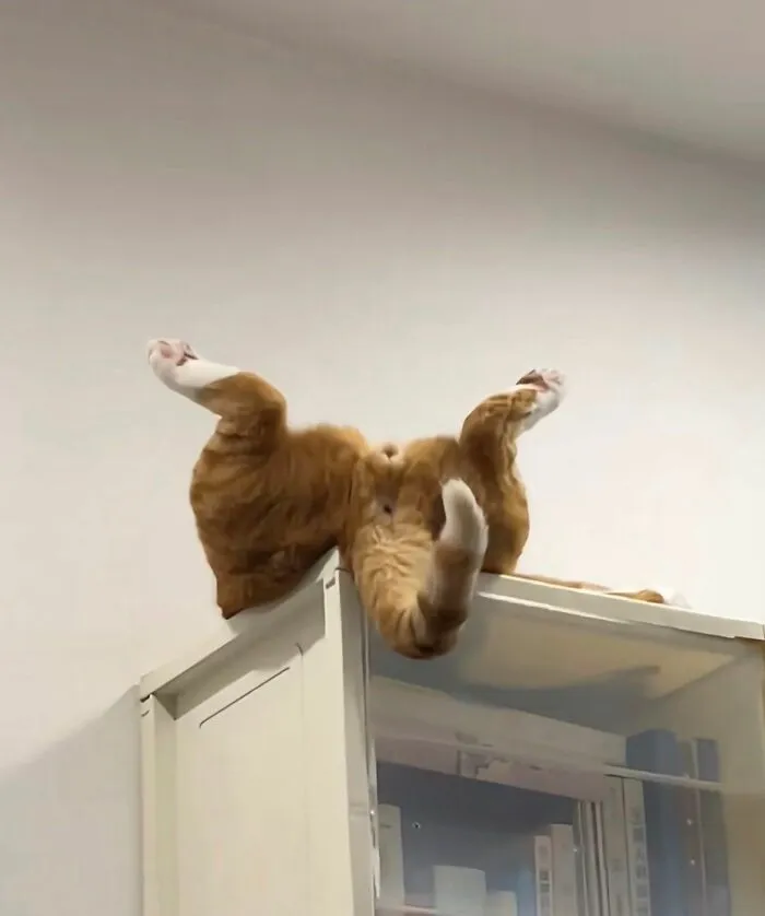 40 Fotos de gatos tan adorables como divertidas para sacarte una sonrisa