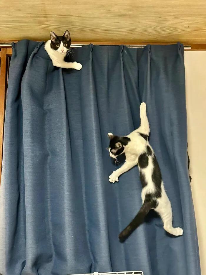 Two black and white cats climbing and peeking out from blue curtains showing natural comedian behavior.