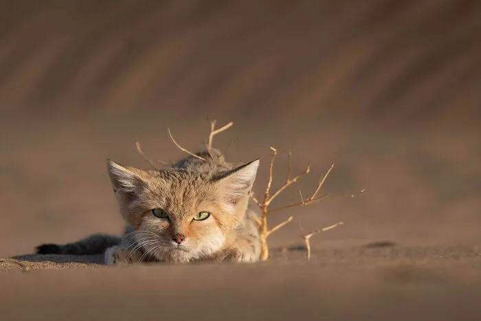 A wild cat lying low on sandy ground with a small dry plant, showcasing natural comedic behavior.