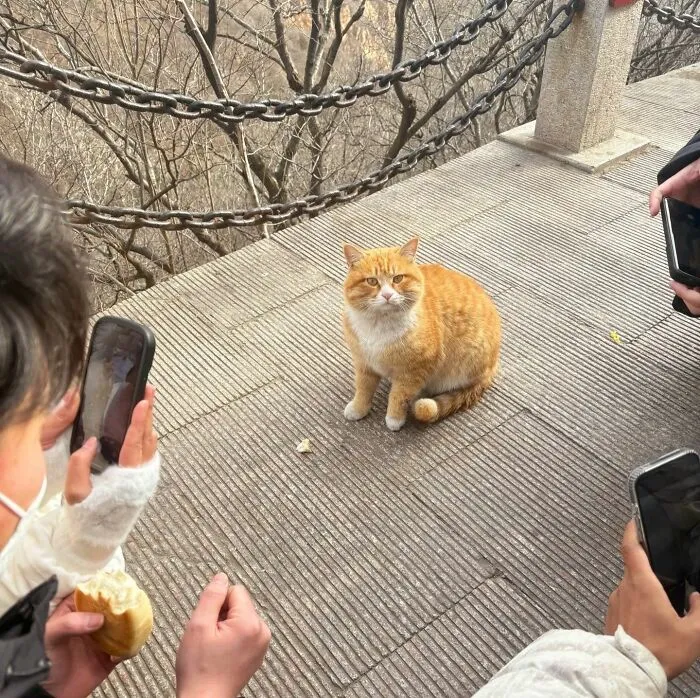 Orange cat sitting on a walkway while people around take photos, showcasing cats as natural comedians in a viral scene.