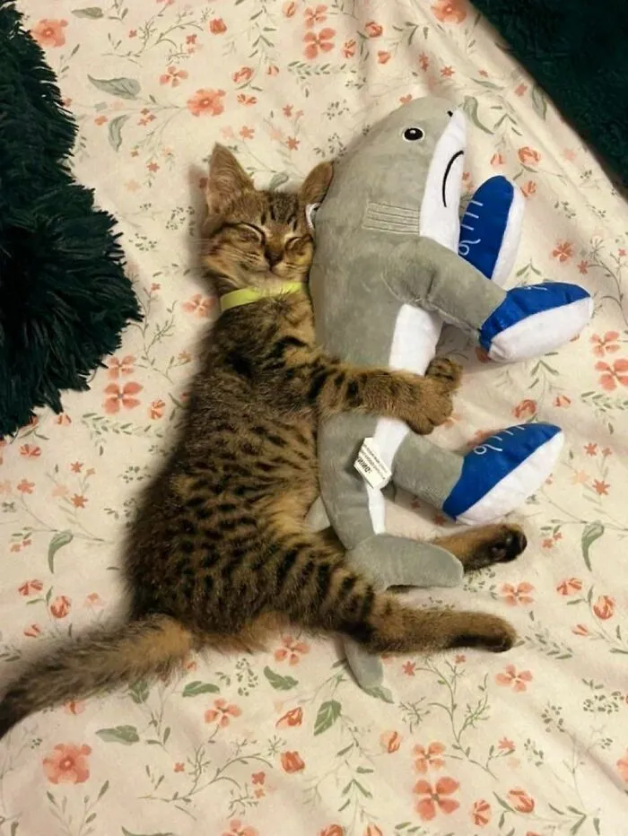 40 Fotos de gatos tan adorables como divertidas para sacarte una sonrisa