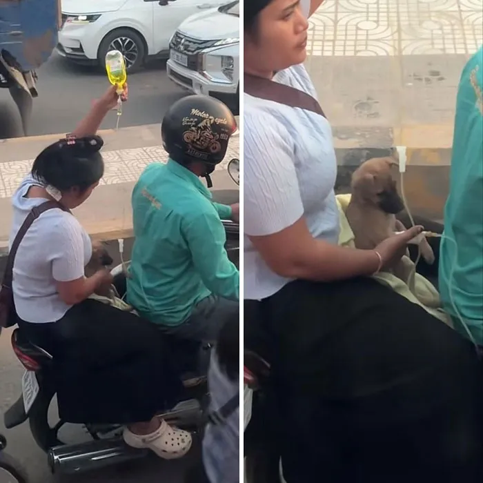 Woman caring for a puppy with IV drip on a motorcycle, showing a touching human-animal bond in urban traffic.