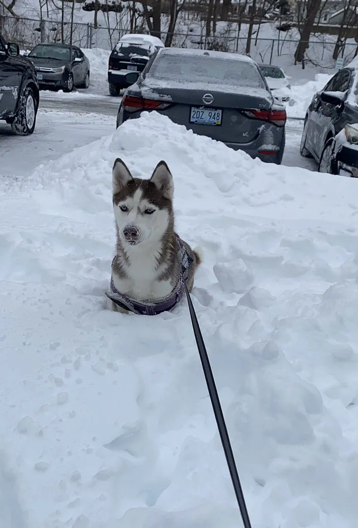 Snow Dog Life