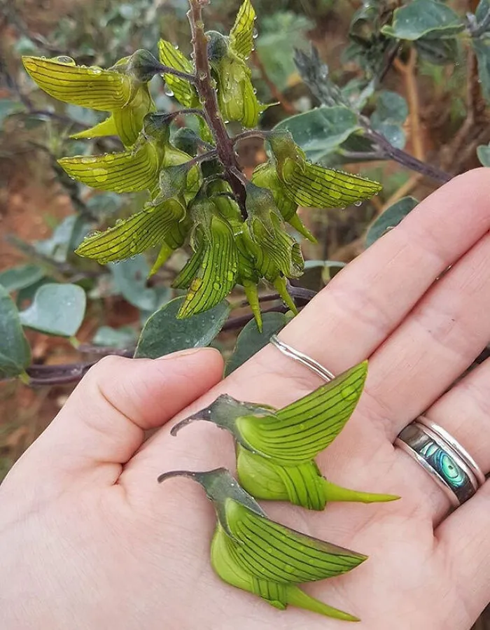 This Is The Green Birdflower Native To Australia And Its Flowers Are Shaped Like Humming Birds