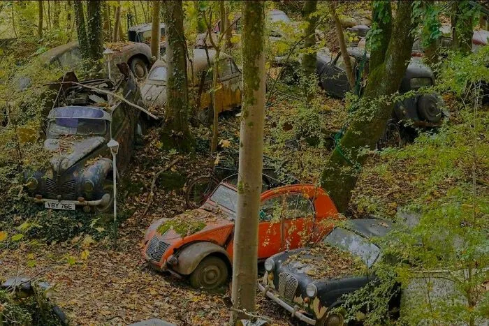 Abandoned vintage cars slowly reclaimed by nature in a forest, showcasing impressive things countries implemented.